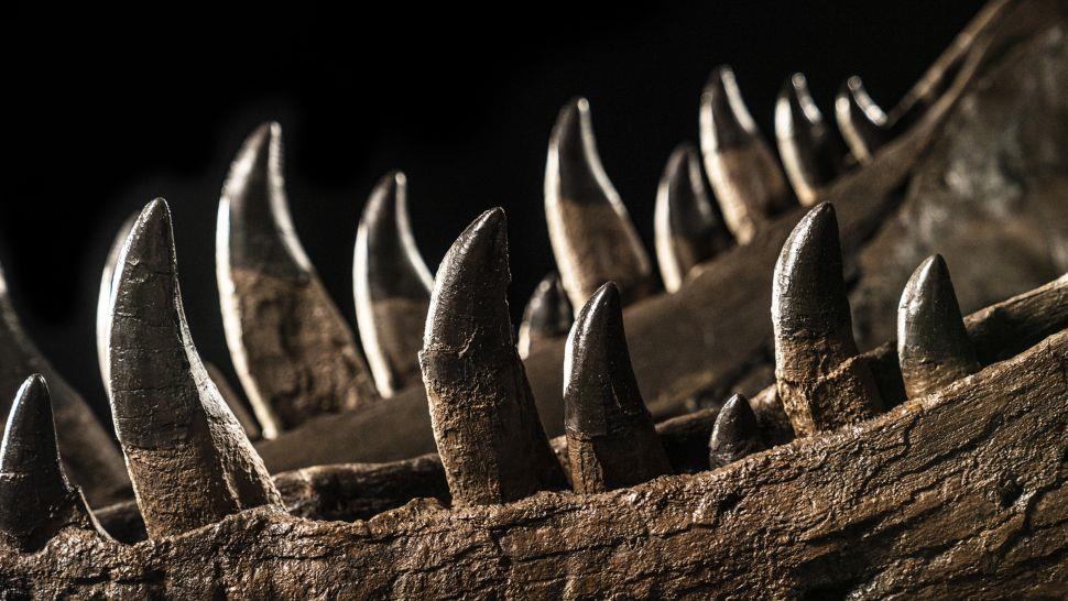 سر إلغاء مزاد لـ«ديناصور ضخم» في آسيا 9