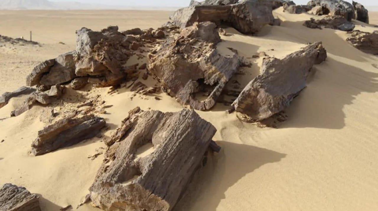 جمارك الدخيلة تسلم البيئة 17.5 طن من الأشجار المتحجرة 