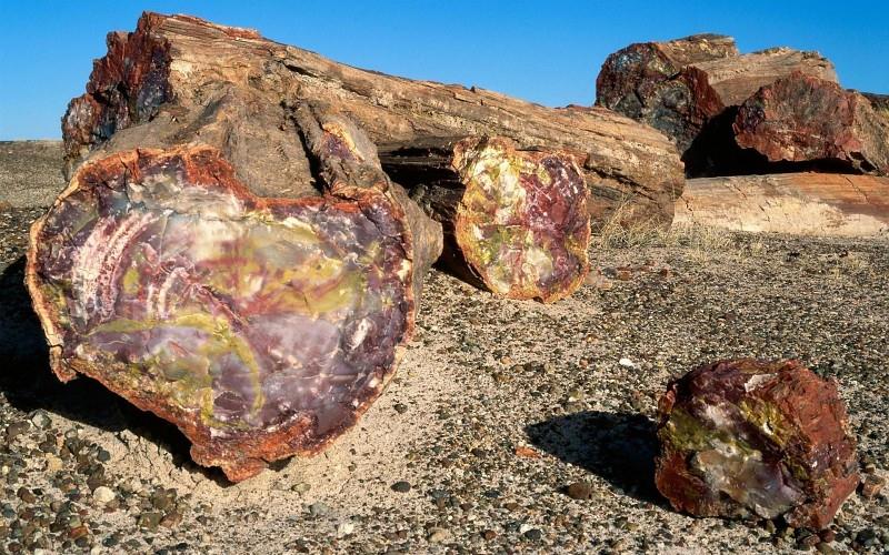 جمارك الدخيلة تسلم البيئة 17.5 طن من الأشجار المتحجرة 