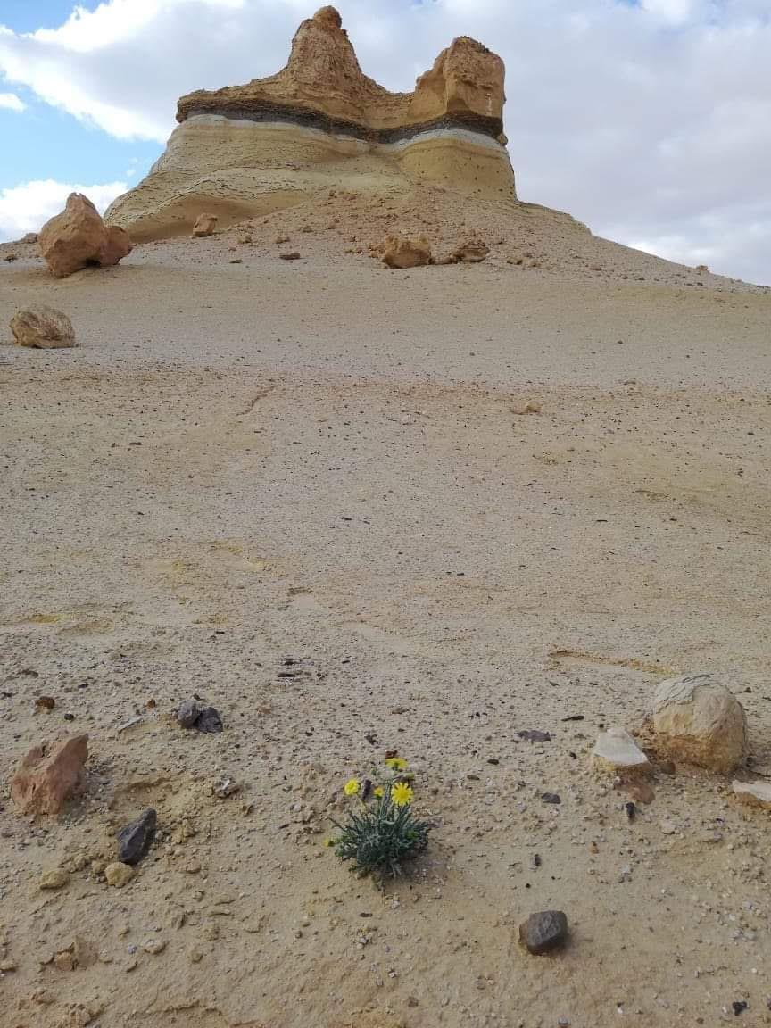 تكوينات وادي الحيتان الجيولوجيه