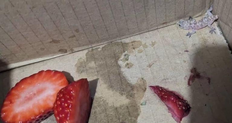 البرص المصري في بريطانيا