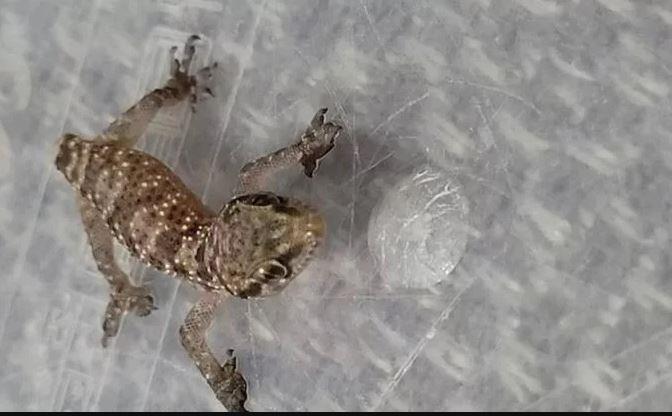 البرص المصري