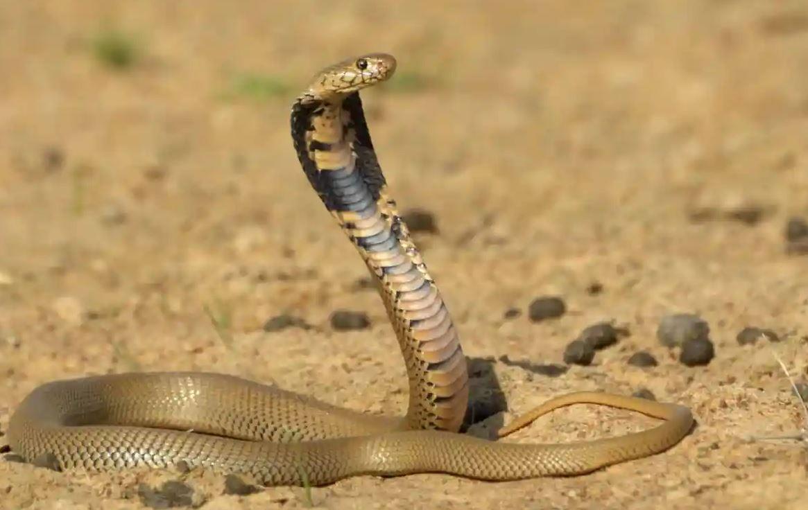 ثعبان صحراوي