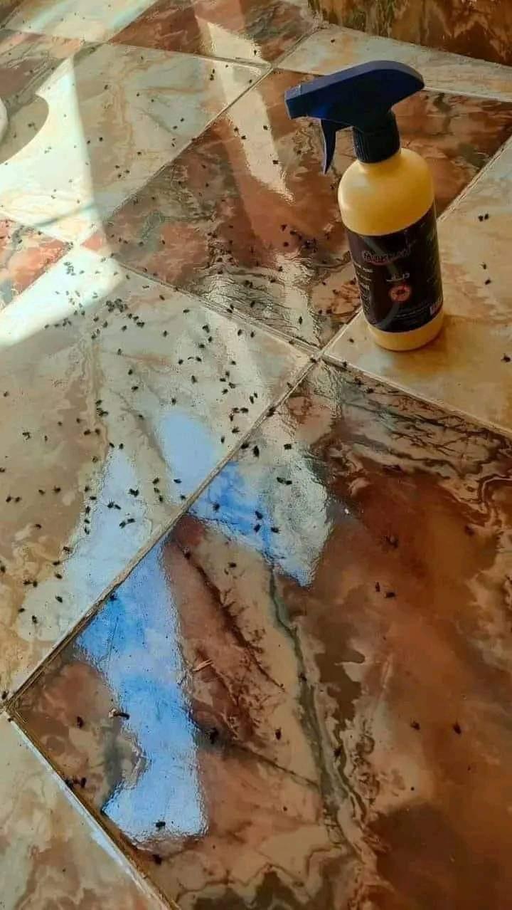 الذباب الصحراوي بوابة أخبار اليوم