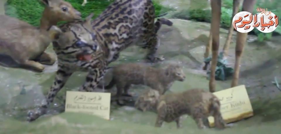 أسرار المتحف الحيواني 