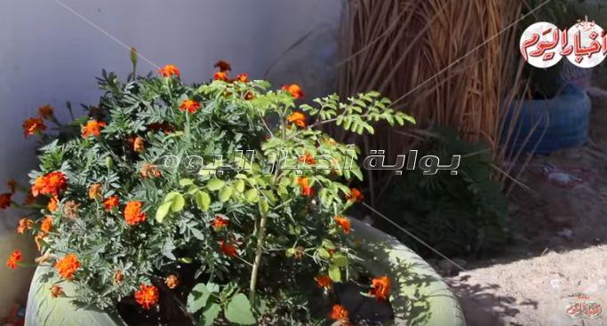 نجع عون