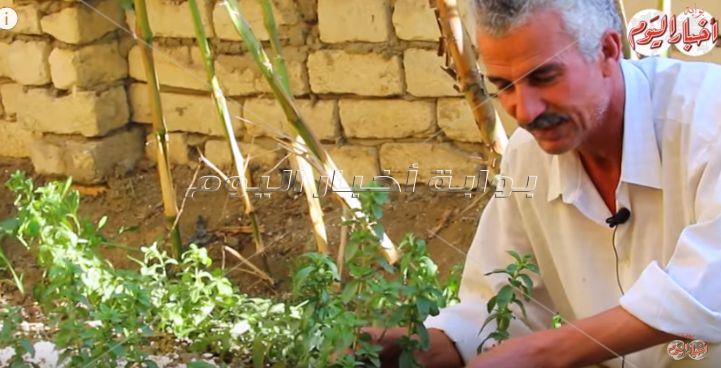 نجع عون