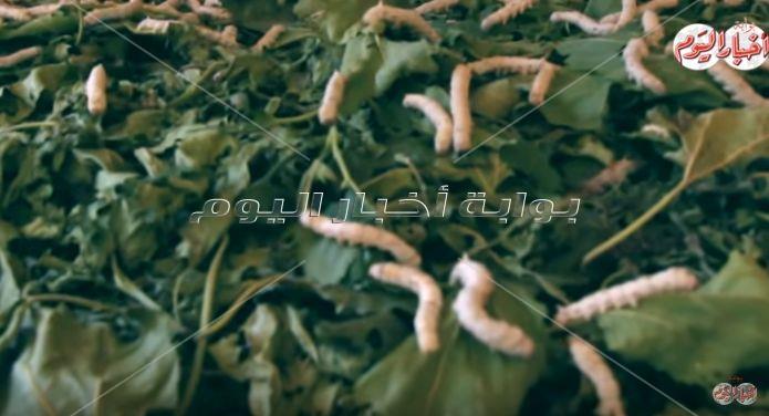 نجع عون
