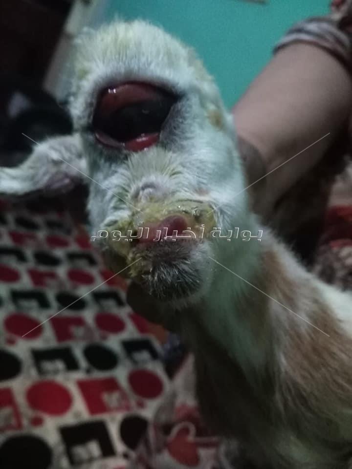 نفوق عنزة ولدت بعين وأذن واحدة بالغردقة 