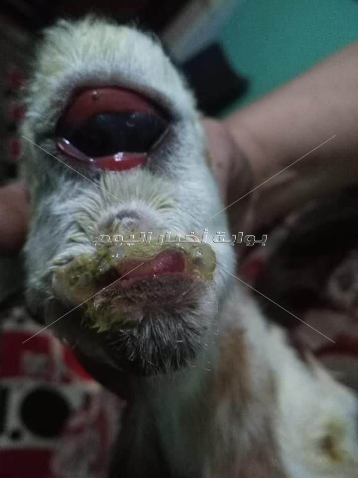 نفوق عنزة ولدت بعين وأذن واحدة بالغردقة 