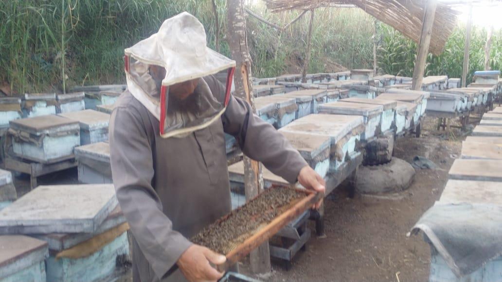 فيديو وصور| رحلة إنتاج عسل النحل في دمياط.. وأصحاب المناحل: نواجه «أزمة»  20190727161008960