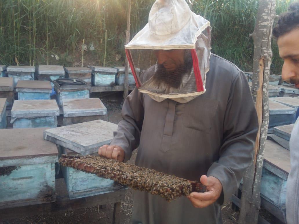 فيديو وصور| رحلة إنتاج عسل النحل في دمياط.. وأصحاب المناحل: نواجه «أزمة»  20190727161009054