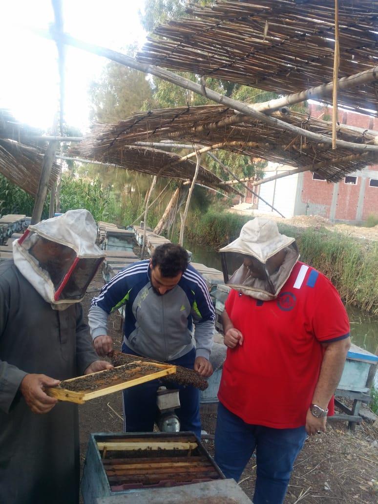 فيديو وصور| رحلة إنتاج عسل النحل في دمياط.. وأصحاب المناحل: نواجه «أزمة»  20190727161009165
