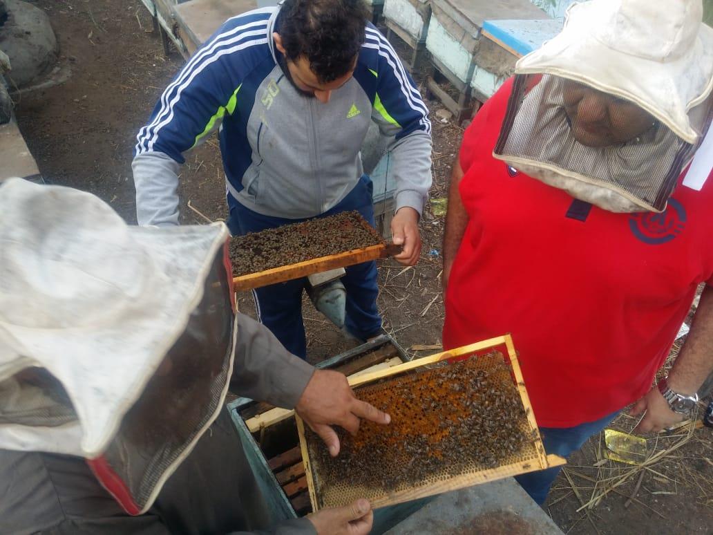 فيديو وصور| رحلة إنتاج عسل النحل في دمياط.. وأصحاب المناحل: نواجه «أزمة»  20190727161009274