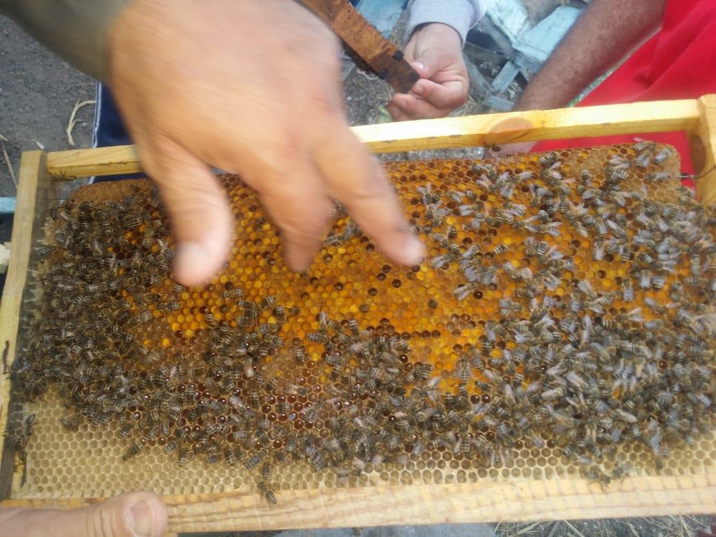 فيديو وصور| رحلة إنتاج عسل النحل في دمياط.. وأصحاب المناحل: نواجه «أزمة»  20190727161009383