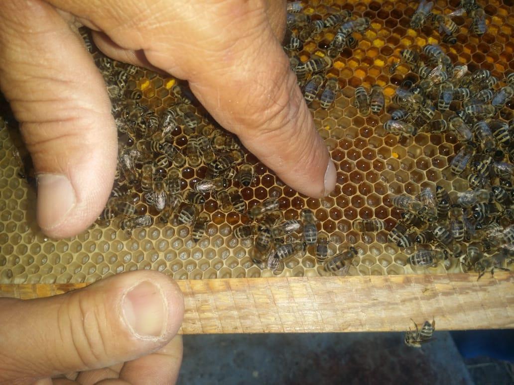 فيديو وصور| رحلة إنتاج عسل النحل في دمياط.. وأصحاب المناحل: نواجه «أزمة»  20190727161009493