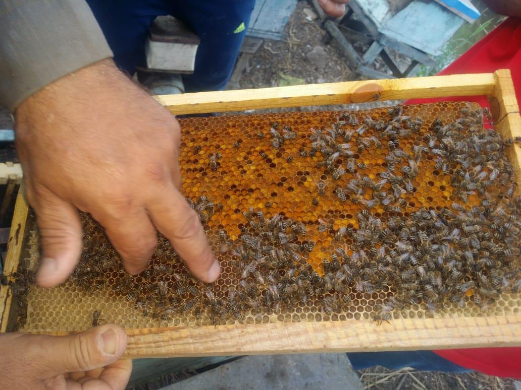 فيديو وصور| رحلة إنتاج عسل النحل في دمياط.. وأصحاب المناحل: نواجه «أزمة»  20190727161009618