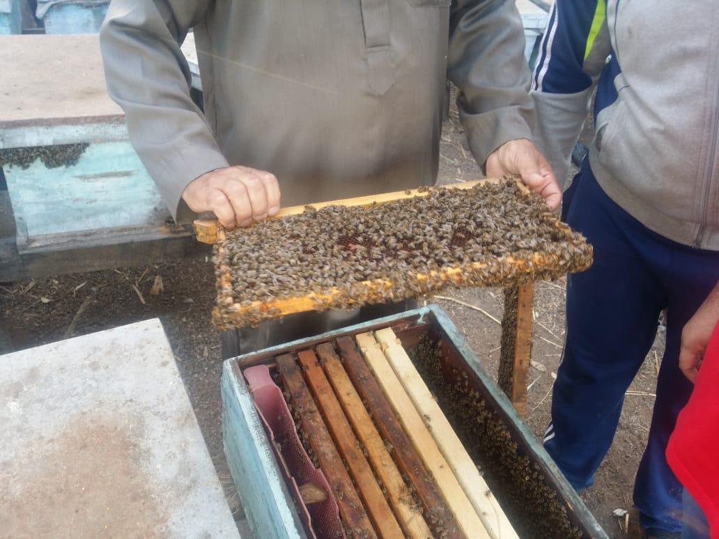 فيديو وصور| رحلة إنتاج عسل النحل في دمياط.. وأصحاب المناحل: نواجه «أزمة»  20190727161009836