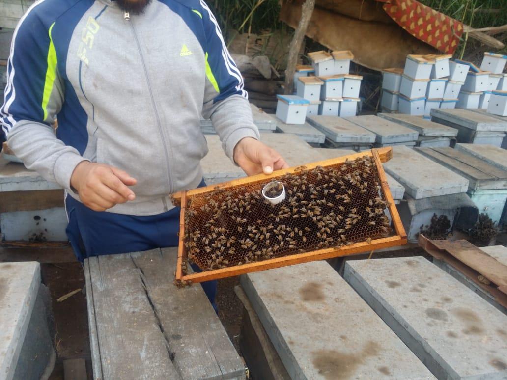 فيديو وصور| رحلة إنتاج عسل النحل في دمياط.. وأصحاب المناحل: نواجه «أزمة»  20190727161010305