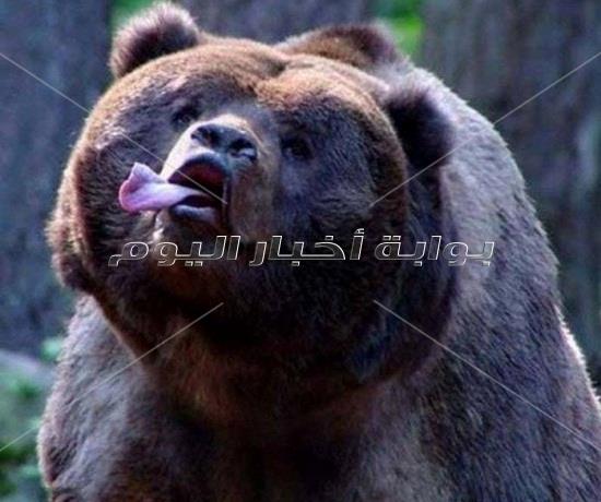  متلازمة داون للحيوانات