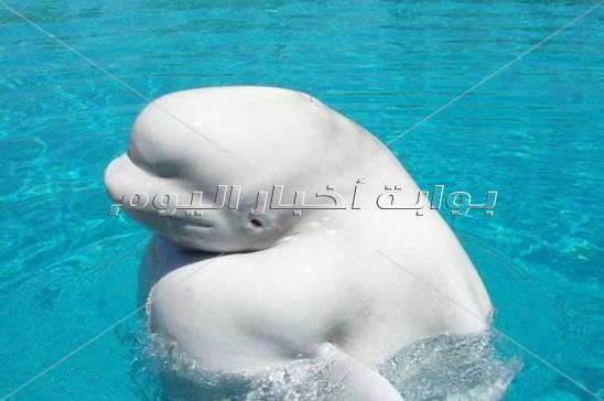  متلازمة داون للحيوانات