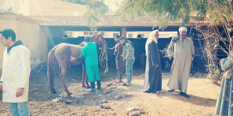 الزراعة تنظم قوافل بيطرية في بني سويف لدعم صغار المربيين