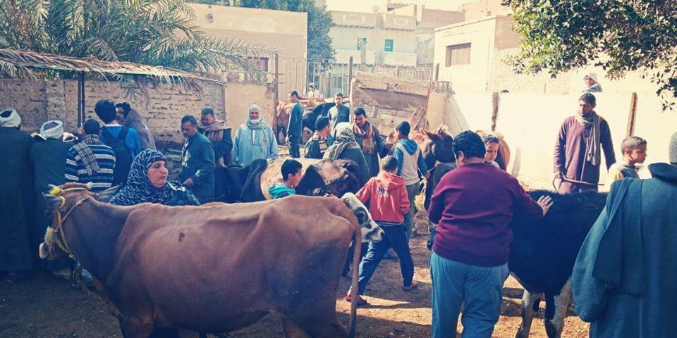 الزراعة تنظم قوافل بيطرية في بني سويف لدعم صغار المربيين