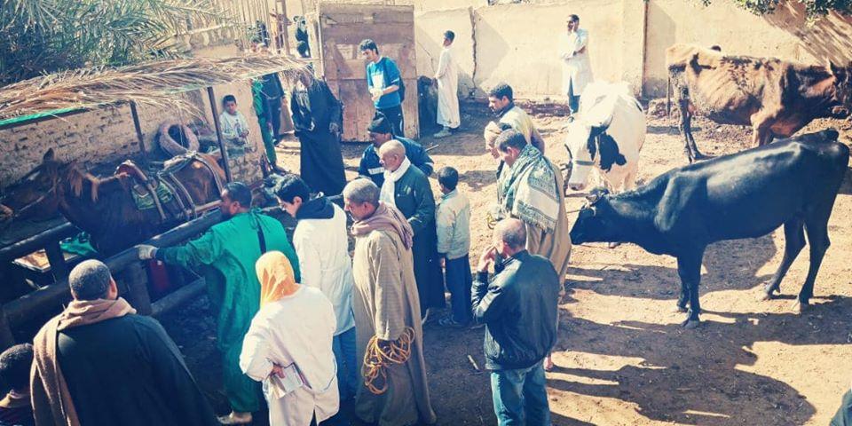 الزراعة تنظم قوافل بيطرية في بني سويف لدعم صغار المربيين