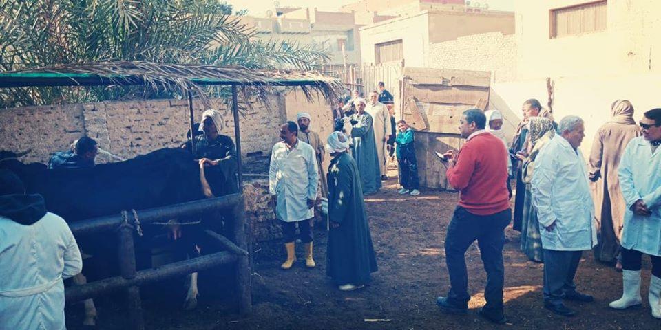 الزراعة تنظم قوافل بيطرية في بني سويف لدعم صغار المربيين