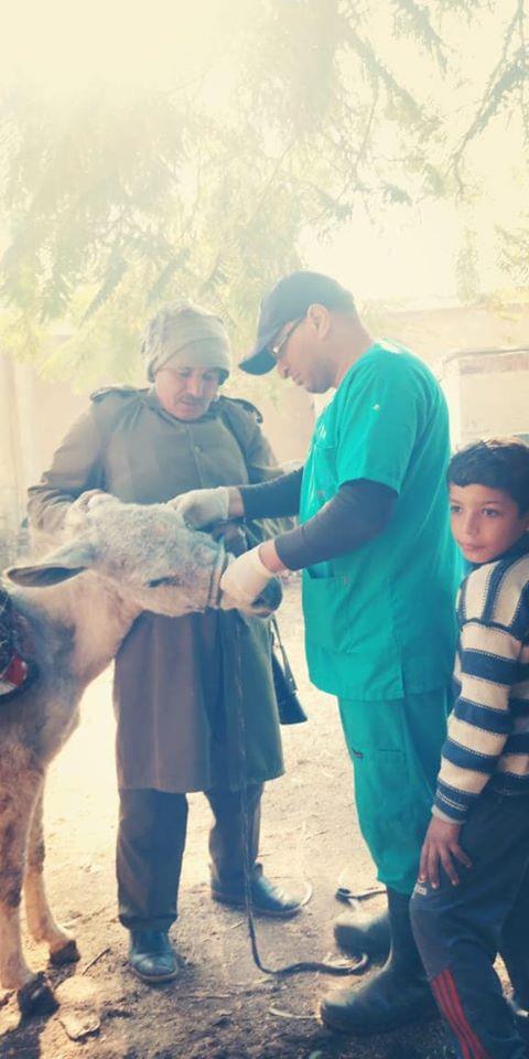الزراعة تنظم قوافل بيطرية في بني سويف لدعم صغار المربيين