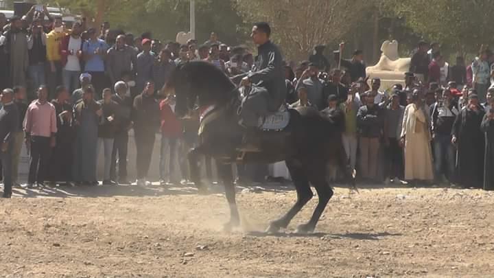 مهرجان الفروسية الأول بجامعة جنوب الوادى