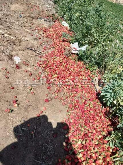 مزارعي الفراولة بالقليوبية: «منخفض التنين.. أفلاسنا ومعرضين للسجن»