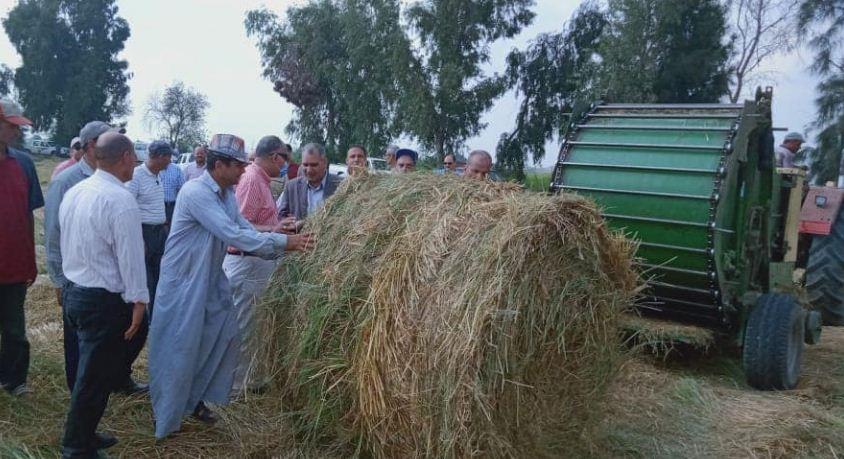 جمع وتدوير أكثر من 238 ألف طن قش الأرز