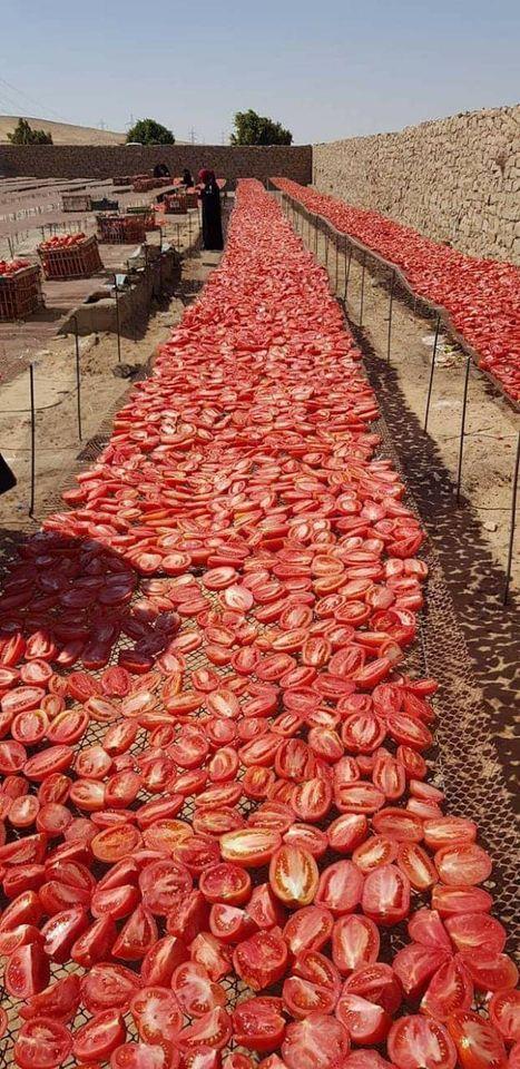 الزراعة والتعاون الدولي تتفقدا المشروعات الزراعية بالأقصر والممولة من الجهات الدولية المانحة