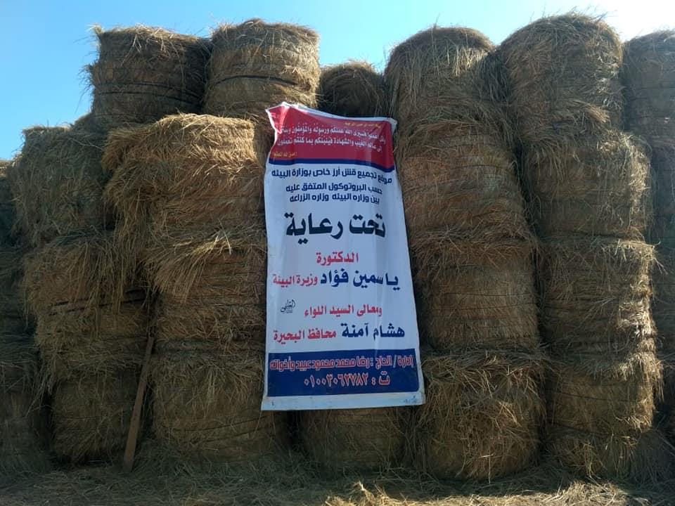 قش الرز