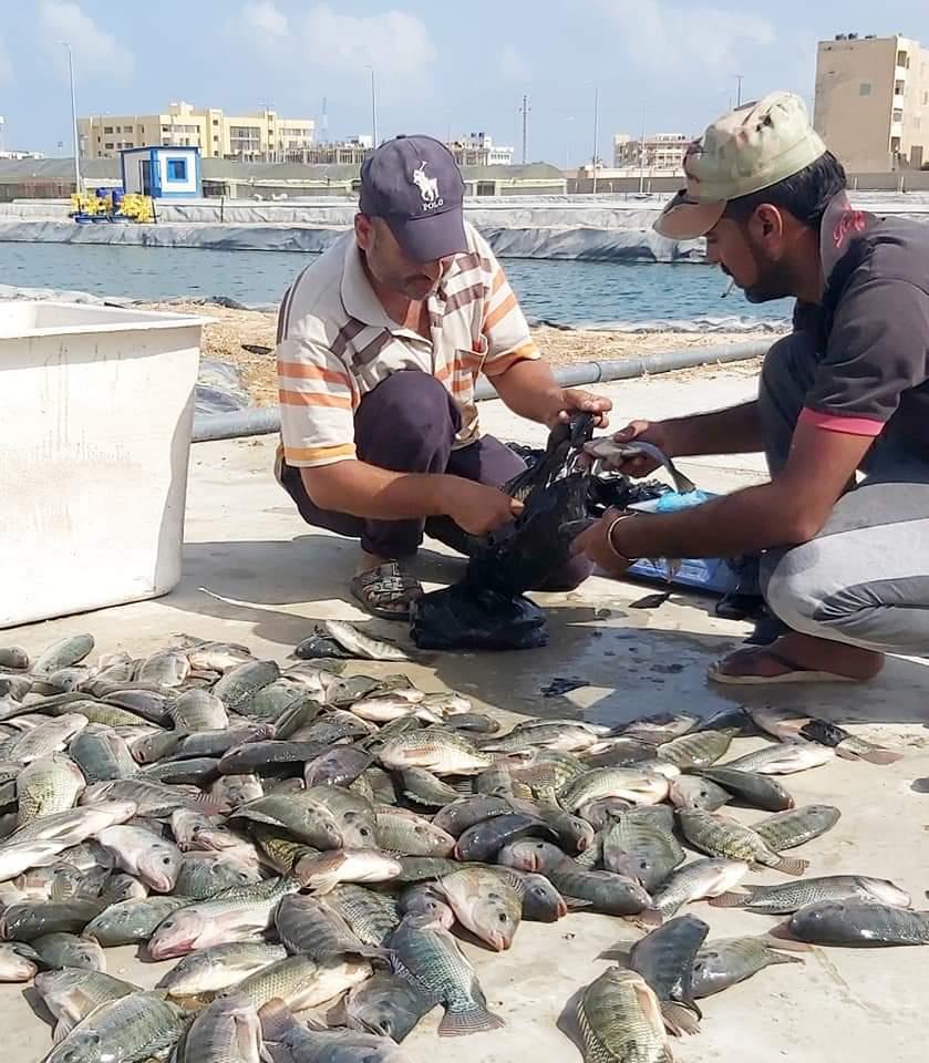 شمال سيناء