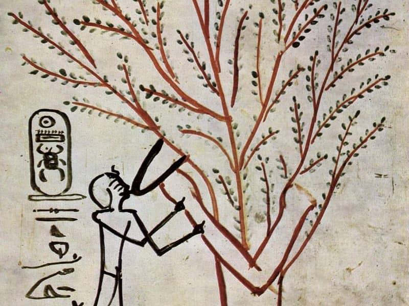 الأساطير تحكي تاريخ «الجميز» الفرعوني
