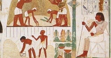 الأساطير تحكي تاريخ «الجميز» الفرعوني