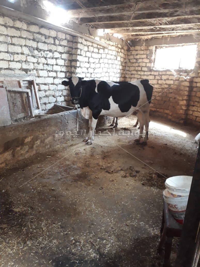 الدقهلية الأولى فى تنفيذ المشروعات المتناهية الصغر الممولة من صندوق التنمية المحلية 