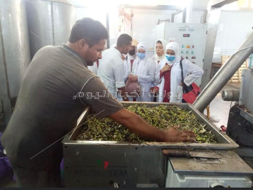 مدرسة الزراعات المطرية بمطروح.. التعليم الفني يواكب السوق والبيئة