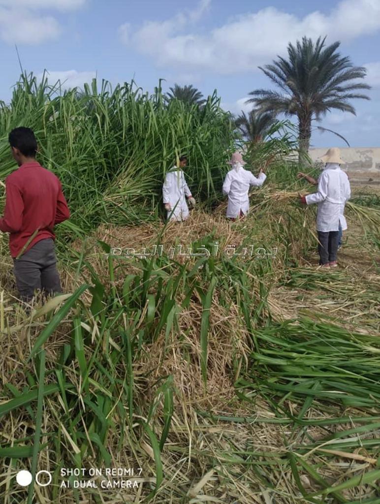 مدرسة الزراعات المطرية بمطروح.. التعليم الفني يواكب السوق والبيئة