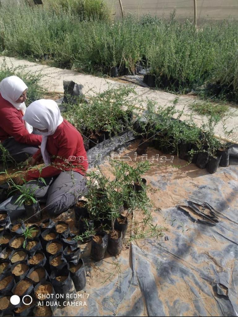 مدرسة الزراعات المطرية بمطروح.. التعليم الفني يواكب السوق والبيئة