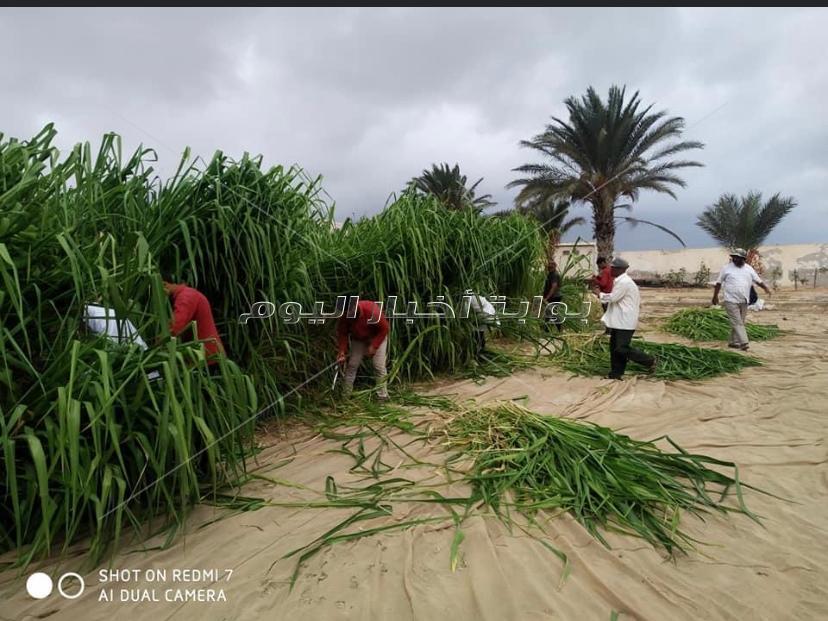 مدرسة الزراعات المطرية بمطروح.. التعليم الفني يواكب السوق والبيئة