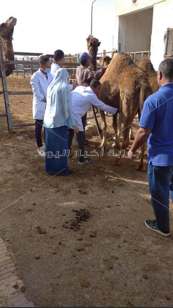 مدرسة الزراعات المطرية بمطروح.. التعليم الفني يواكب السوق والبيئة