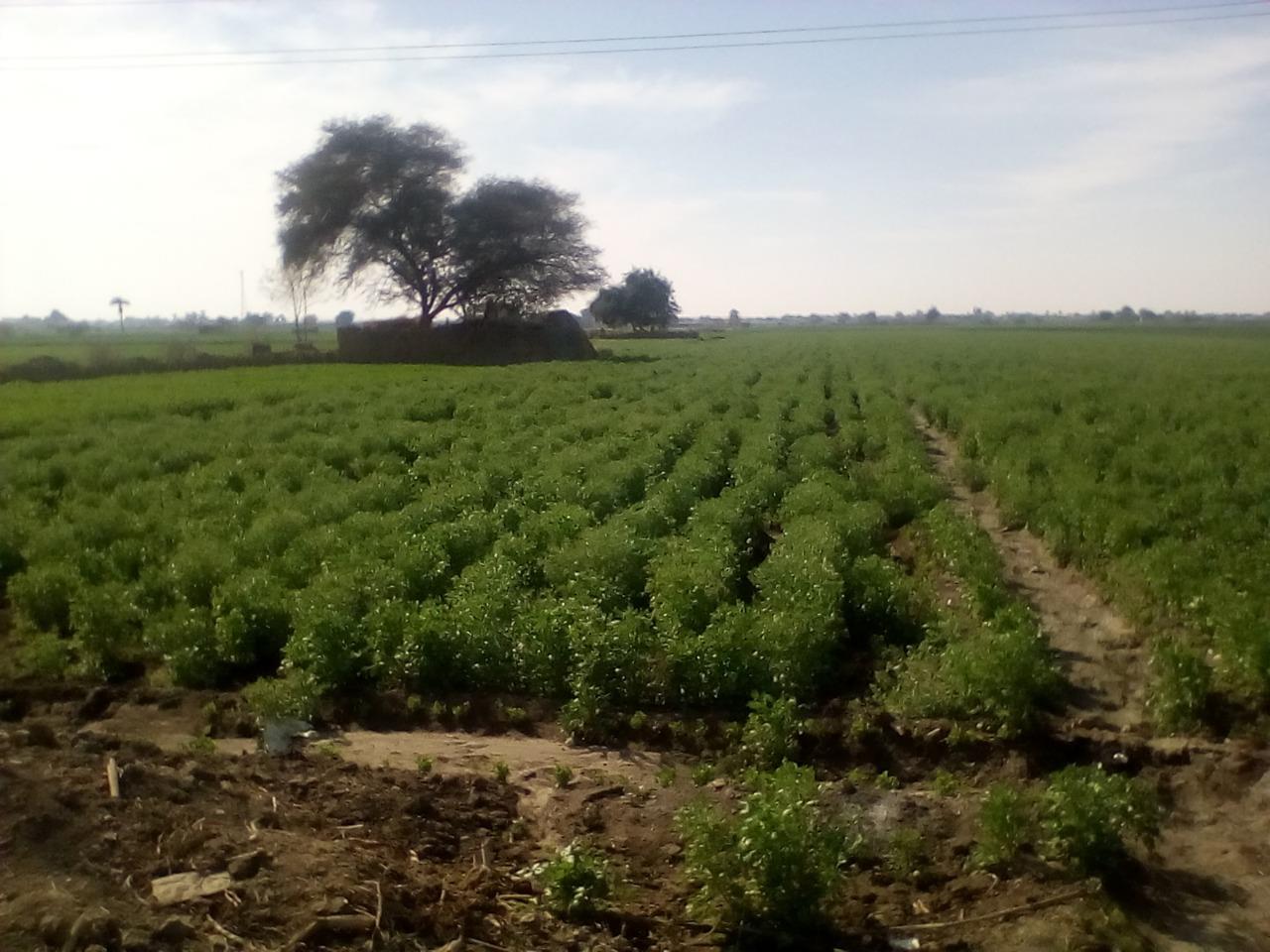 شركات الأدوية زائر دائم للقرية.. صفط الغربية جنة النباتات العطرية والطبية بالمنيا