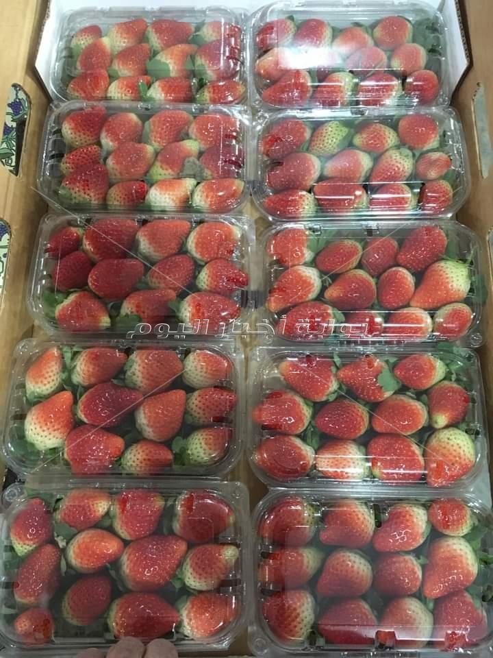 الذهب الأحمر يزغلل عيون أوروبا.. والمزارعين: كورونا والتغيرات المناخية أثرت على المحصول