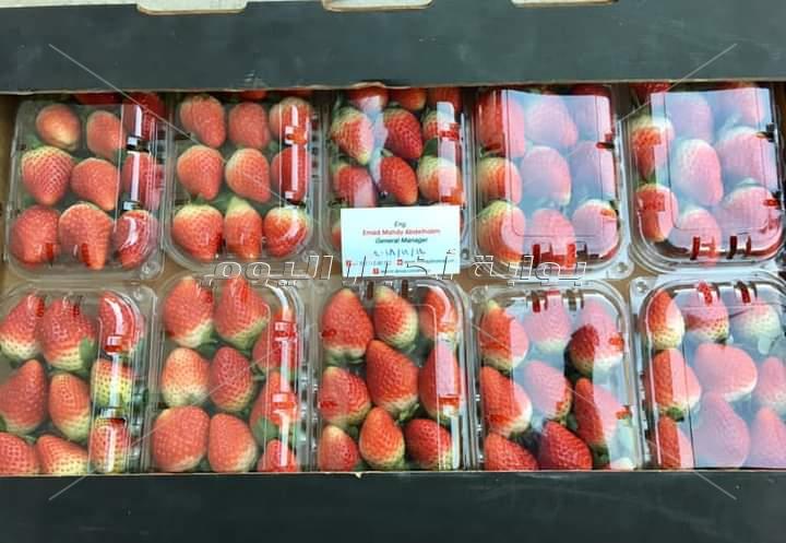 الذهب الأحمر يزغلل عيون أوروبا.. والمزارعين: كورونا والتغيرات المناخية أثرت على المحصول