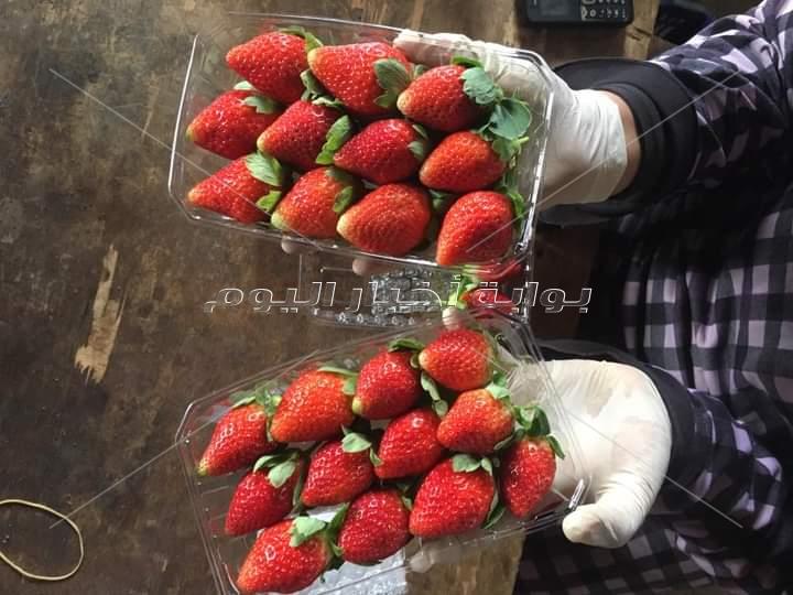 الذهب الأحمر يزغلل عيون أوروبا.. والمزارعين: كورونا والتغيرات المناخية أثرت على المحصول