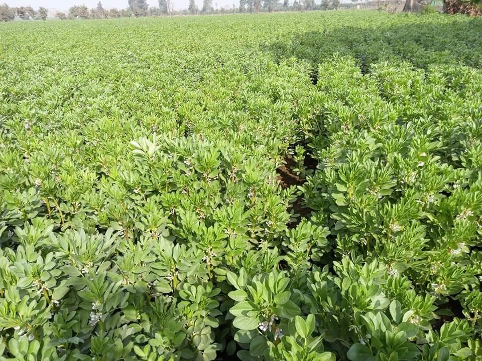  حقول «الفول البلدي» بالقليوبية