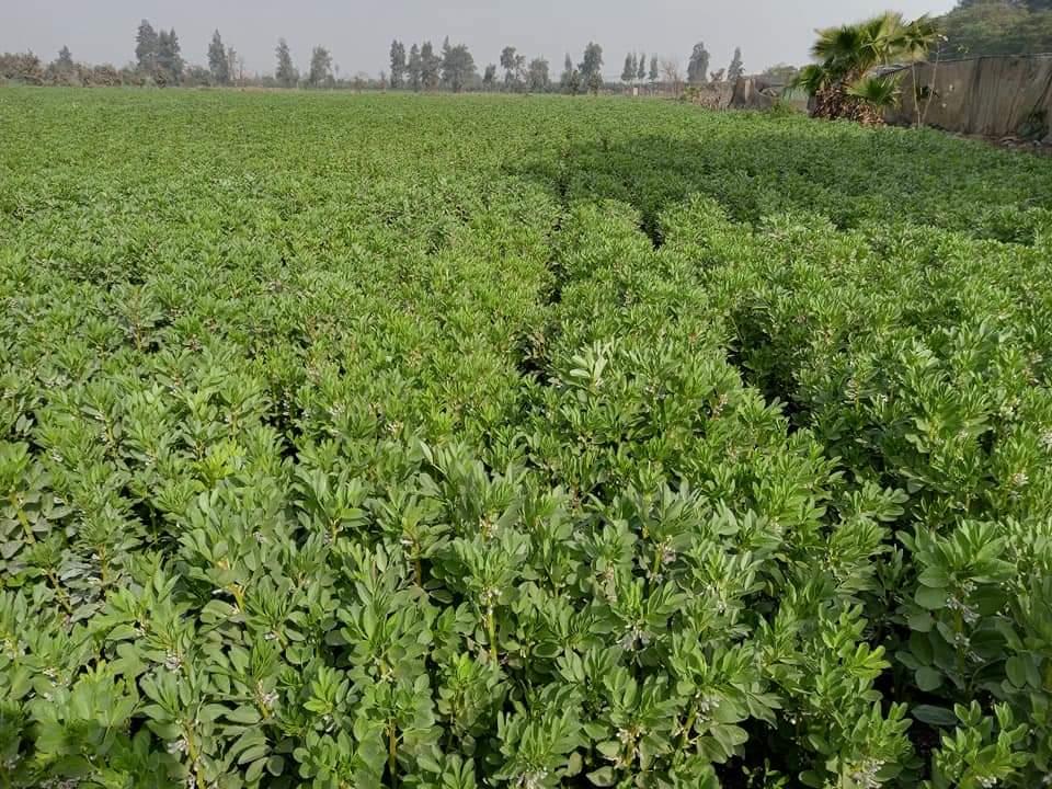  حقول «الفول البلدي» بالقليوبية